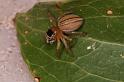 Lycidas_scutulatus_D7840_Z_89_North Stradbroke island_Australie
